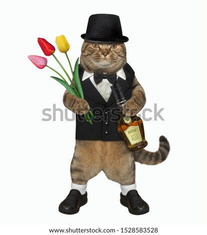 The fashionably dressed cat with a bottle of rum and a bouquet of tulips looks like a real gentleman. White background. Isolated.