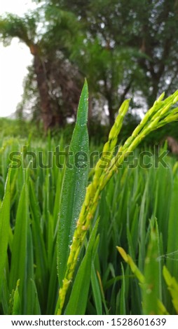 paddy natural crop view image jpeg