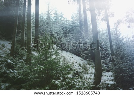 Coniferous mountain forest under snow in the winter.