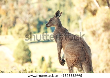 Australian wildlife, eastern grey kangaroo with ears pricked in rural bushland in Central West of NSW