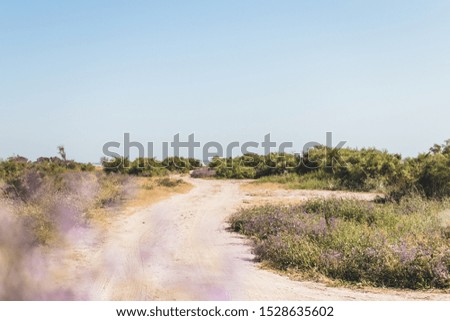 Summer landscape with green bushes and blurred flowers in the foreground. Nature theme. Sunny day. Road to the beach.
