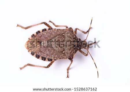 Brown marmorated stink bug close up dorsal view Royalty-Free Stock Photo #1528637162