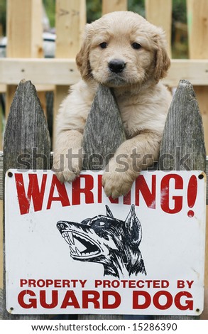humorous picture with golden retriever puppy above guard dog sign