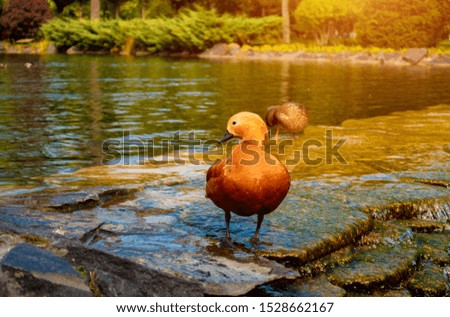 Beautiful duck stands on stones in a stream of water