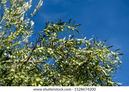 Olives on the tree against blue sky. Selective Focus.
