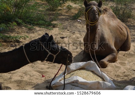 two camels grazing hay from gunny bag  at rural desert area