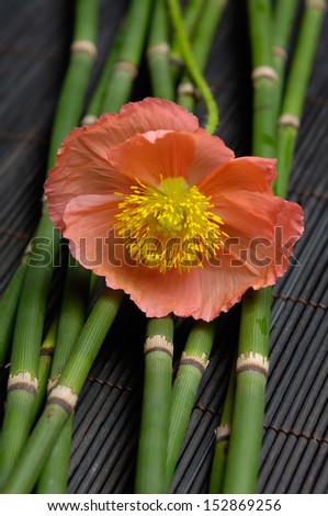close-up of a poppy flower and bamboo grove on bamboo mat