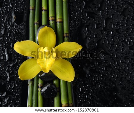 Yellow orchid with black stones on bamboo grove on wet background
