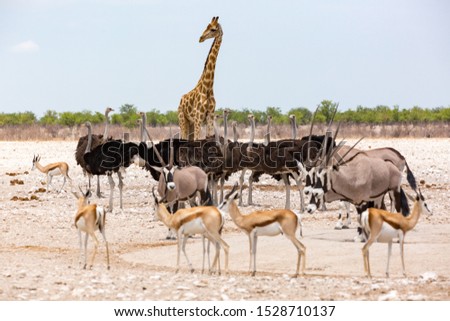A group of animals with a giraffe on focus in the background, Etosha, Namibia, Africa