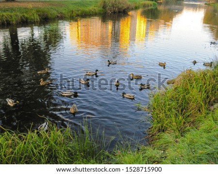 Scenic city scape with calm river and group of wild ducks, who are swimming at sunset.                               