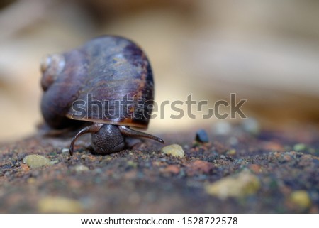 Snail in the nature crawling on the soil among natural and blur backgroud.Selective focus.