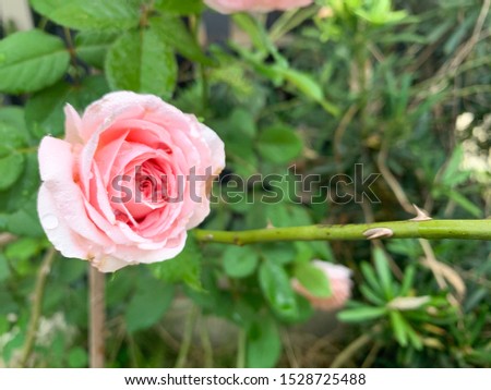 flower rose in the morning dew