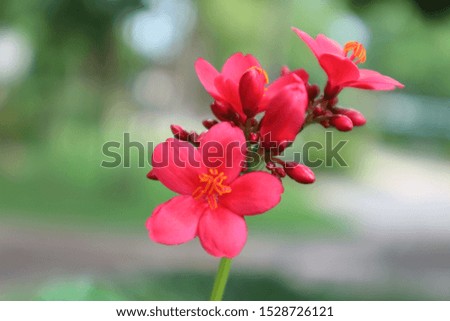 Blurry picture of red flowers
