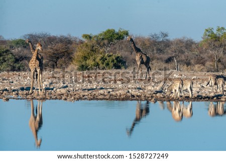 A group of Angolan Giraffe - Giraffa giraffa angolensis- and Burchells zebra -Equus quagga- burchellii)drinking from a waterhole, while being reflected in the surface of the water. Etosha National