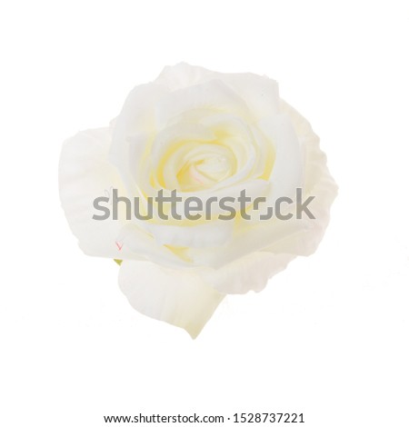 Rose flower head isolated on a white background.