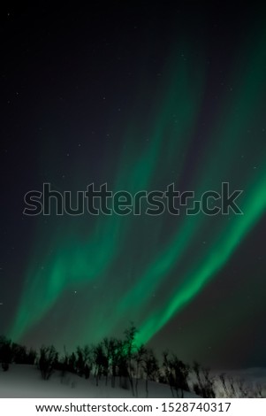 Northern lights above silhouttes of birch trees. Green aurora, snow, dark night sky, stars. Tromso, Norway.