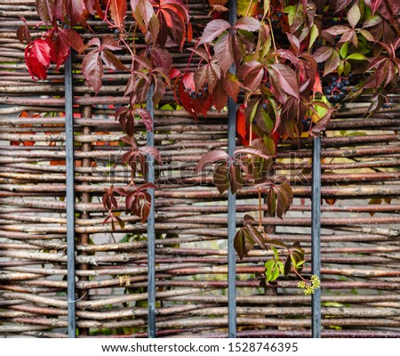 bright red autumn leaves and berries of blue wild grapes growing on the fence, juicy background, copy space