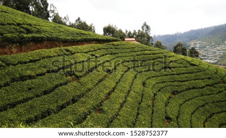 A pics of tea garden field.