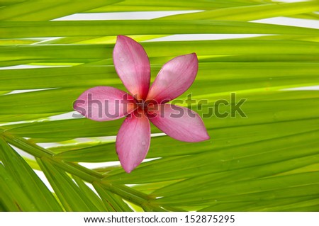 Pink frangipani flowers on palm leaf 