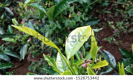 A pics of tea leaf in the tea garden or field.