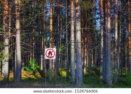 Campfires prohibited - warning sign in the twilight pine wood in first morning sun rays. Concept of protecting forests from fire hazard. Karelia, Russia.
