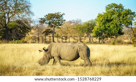 a white rhino without horns in kruger national park in south africa