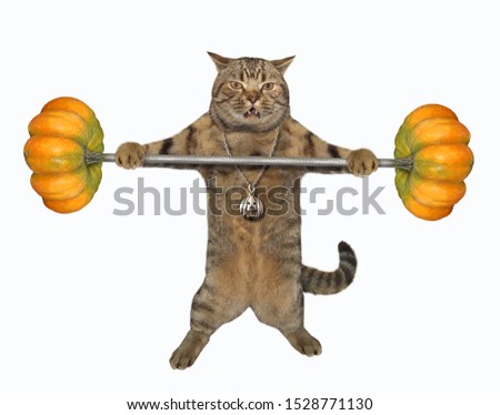 The cat athlete with a golden medal is lifting a barbell from pumpkins. White background. Isolated.
