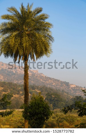 Palm tree on the background of the sights of Jaipur