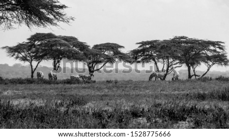 African safari and zebras feeding 