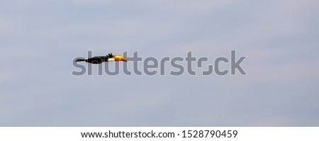 Toco Toucan in flight against bright sky, Pantanal Wetlands, Mato Grosso, Brazil