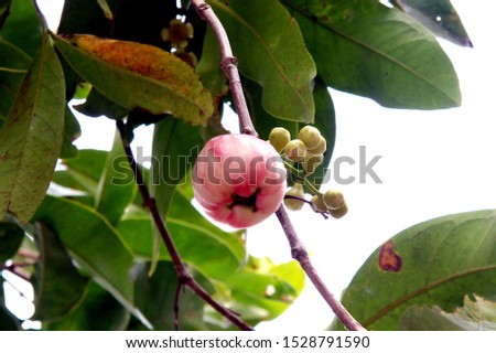 water guava that is ready to pick