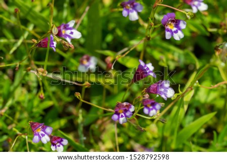 Blurred image of small purple and white forest flower in nature.  Selective focus. 
