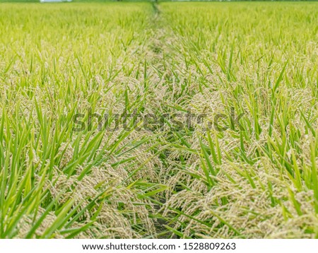 A ripened rice field in Yokohama, Japan waits to be harvested in late September.