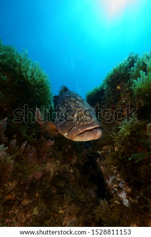 The grouper, better known as the brown grouper (Epinephelus marginatus Lowe, 1834), is a fish belonging to the Serranidae family. It commonly lives in the Mediterranean Sea.