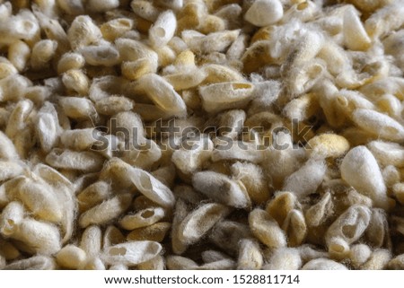 Thai white yellow harvest Cocoon stack background.