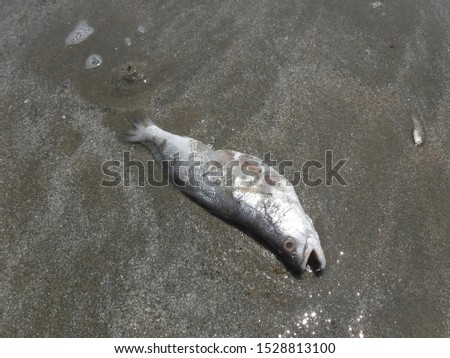 Dead fish on sand.Sea water pollution.
