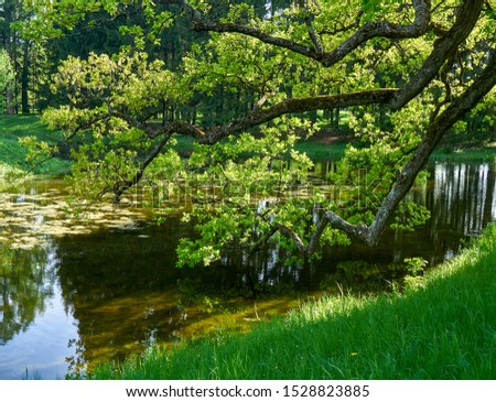 Tree on the river Bank, tree branches hanging over the forest river