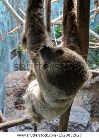 Sloths at the zoo are hanging