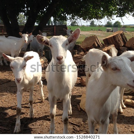 Macro photo goat farm. White animal goats on the farm.