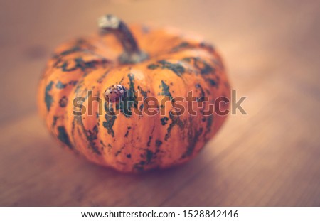 Close up picture of a ladybug (Harmonia axyridis) on a mini pumpkin. Side view. Wooden background. Warm colors.