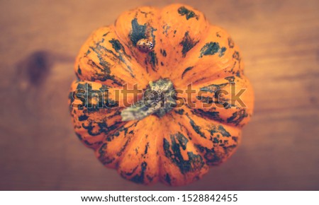 Close up picture of a ladybug (Harmonia axyridis) on a mini pumpkin. Top view. Wooden background. Warm colors.