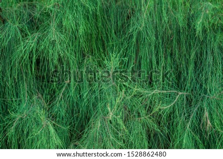 Photos of green pine leaves look beautiful.