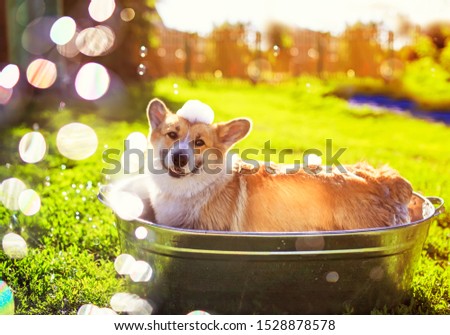 portrait of a cute puppy dog red Corgi washed in a metal washtub on the street in the foam and soap bubbles glittering in the sun hot summer garden on green grass