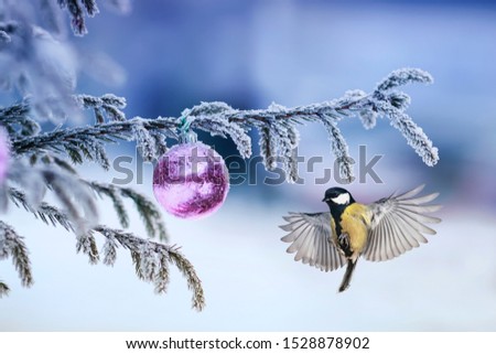 beautiful postcard with bird tit flying spreading his feathers and wings at the glass festive ball hanging on a branch of the winter tree in the Park