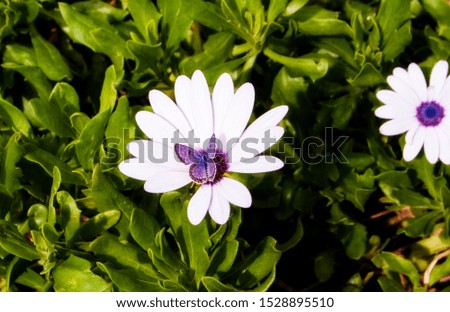 Purple butterfly sitting on a white flower