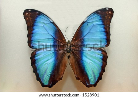 Cyan butterfly close up.