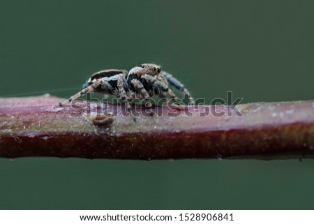Evarcha falcata - jumping spiders are a group of spiders that constitute the family Salticidae