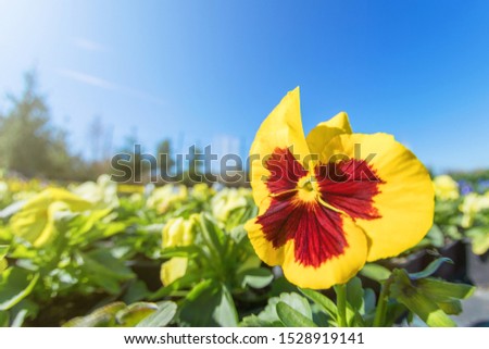 Pansy Flower Close Up, Bright Yellow with Dark Mid, Pansy in Garden