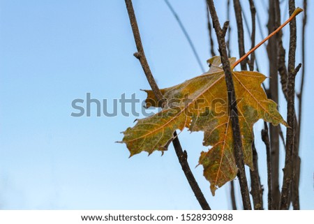 a fallen leaf of autumn. sad time of withering. autumn background, selective focus, place for text