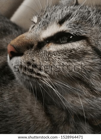 close up picture of a house cat